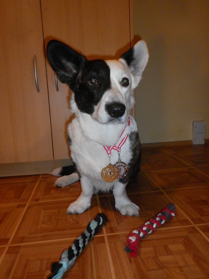 6.12.2014 - Sedliště - medaile z SA3