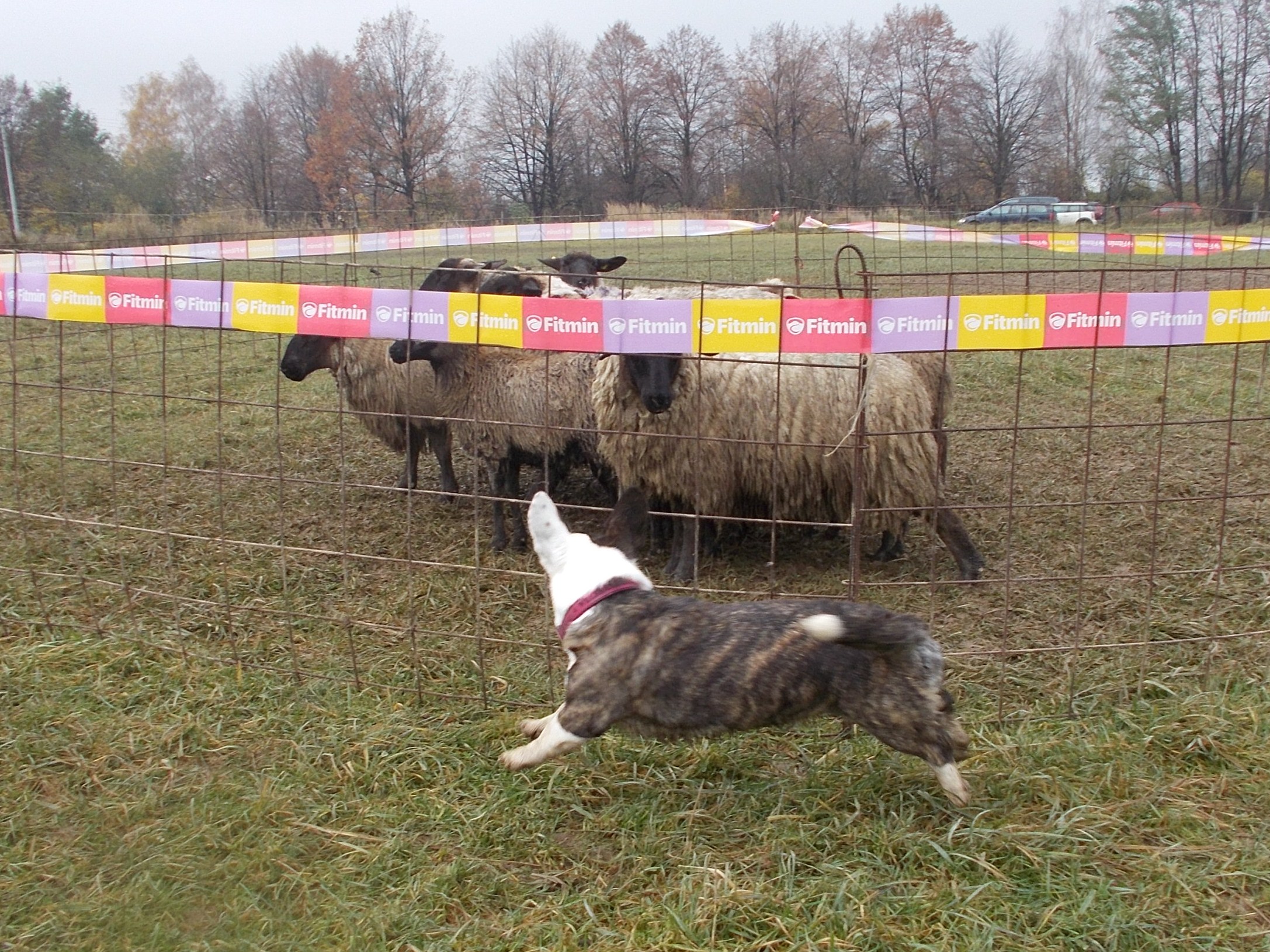 6.11.2016 Libhošť - Calonka u oveček